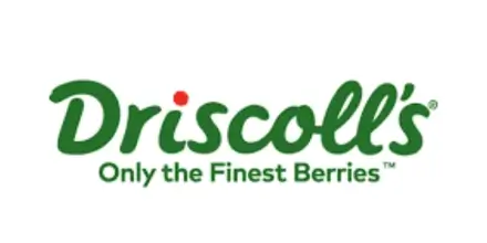 cliente big experience driscoll's